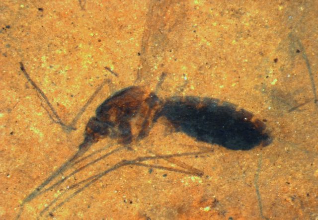 Απολιθωμένο κουνούπι με το «γεύμα» στο στομάχι του βρέθηκε στις ΗΠΑ